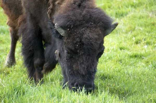 Stock image Bison