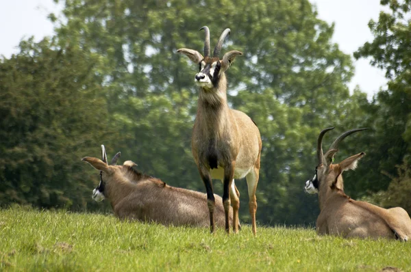 Römische Antilope — Stockfoto