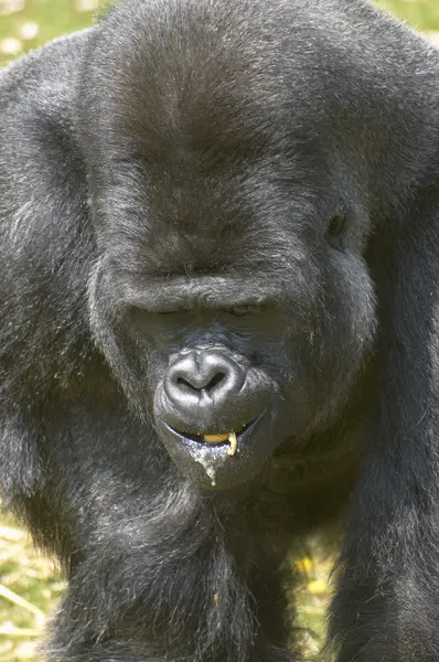 Gorille argentée — Photo