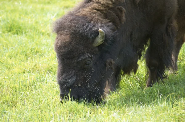 stock image Bison