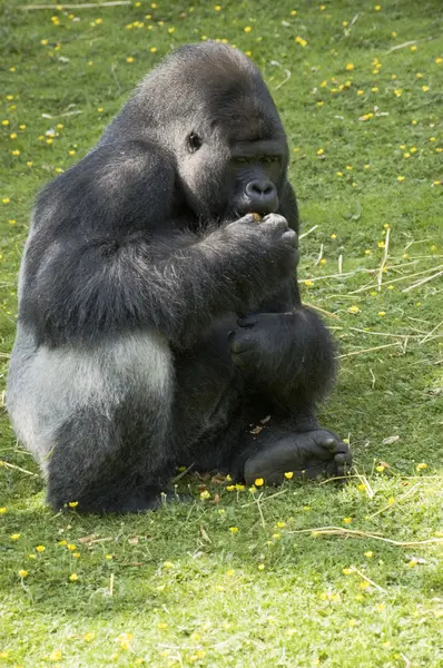 Gorille argentée — Photo
