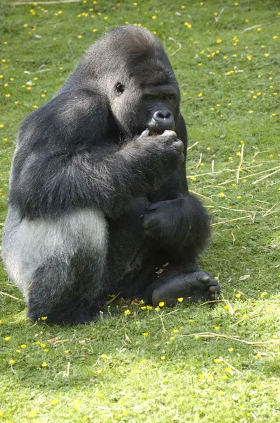 Gorila dorso plateado — Foto de Stock
