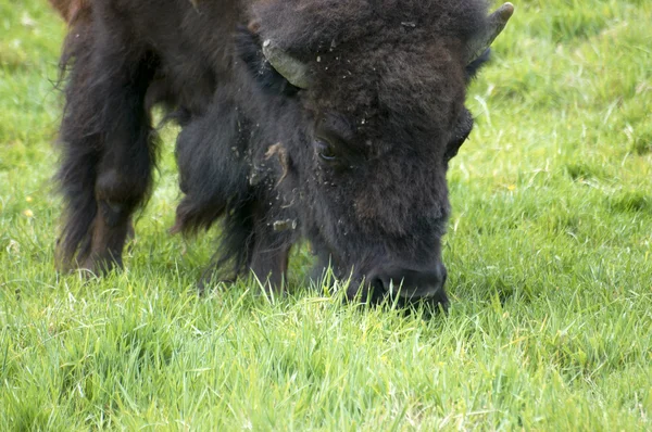 stock image Bison