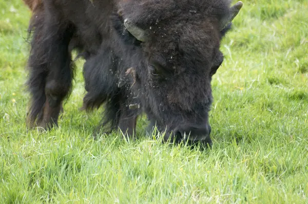 stock image Bison in field