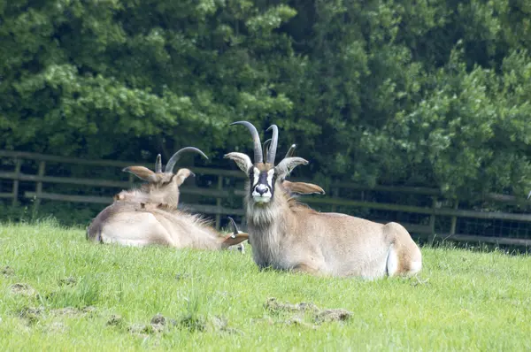 Antilope des terres — Photo