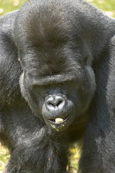 Gorila-prateado — Fotografia de Stock