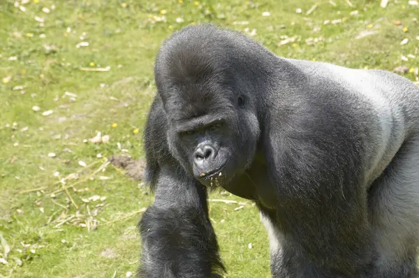 Gorila dorso plateado — Foto de Stock