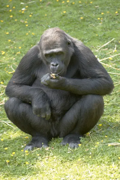 Gorila de las tierras bajas — Foto de Stock