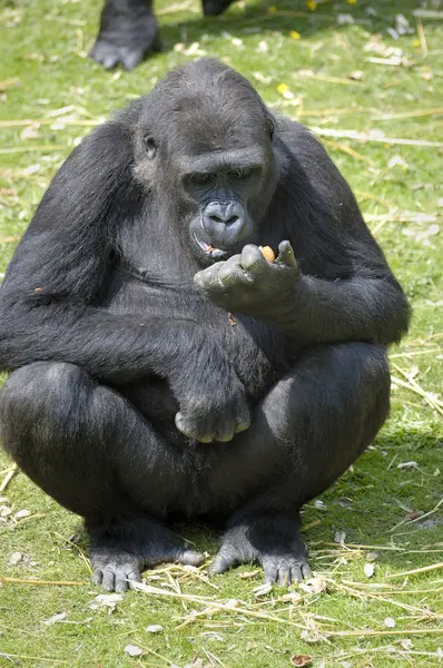 Низинні горили — стокове фото