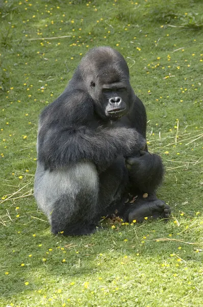 Silverback Gorilla — Stock Photo, Image