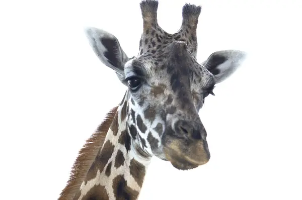 stock image Giraffe