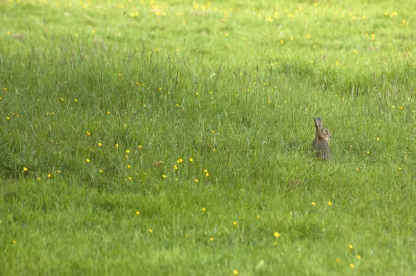 フィールドのウサギ — ストック写真