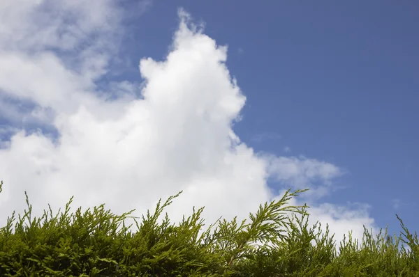 Green hedge and Blue sky — Stock Photo, Image