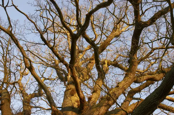 Wierzchołki drzew — Zdjęcie stockowe