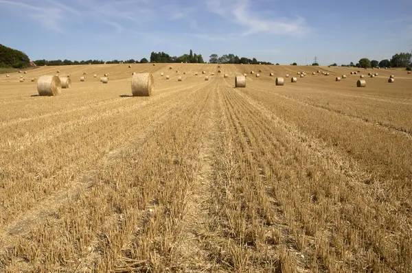 stock image Golden fields