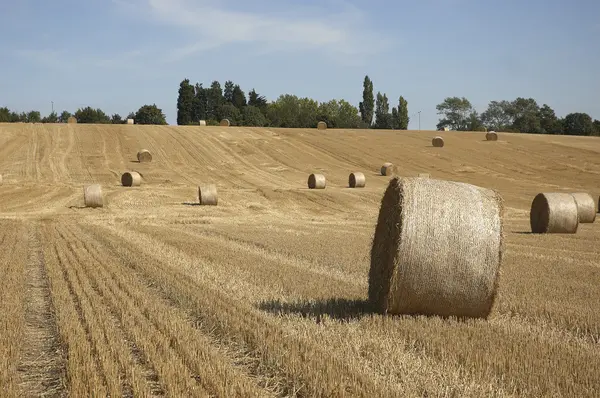 stock image Golden fields