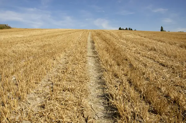 Stock image Golden fields