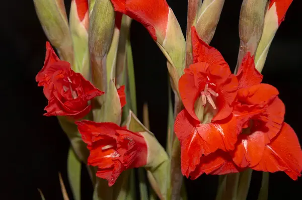 stock image Red Gladiolus