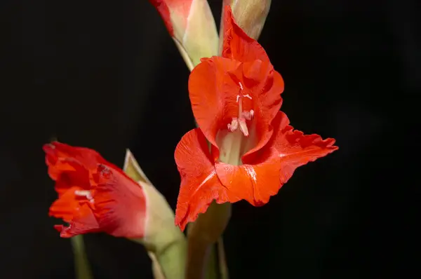 stock image Red Gladiolus