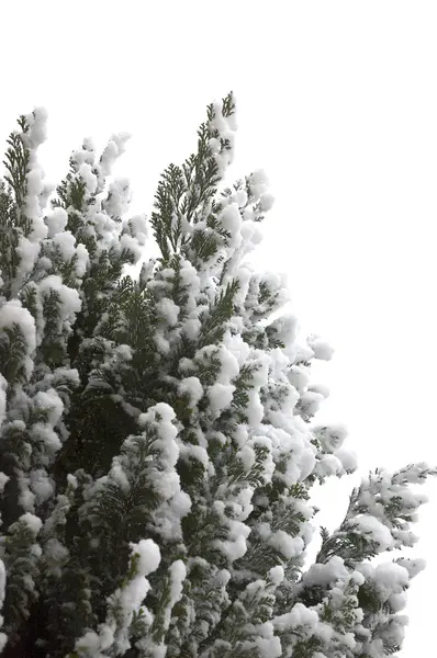Snø på tre – stockfoto