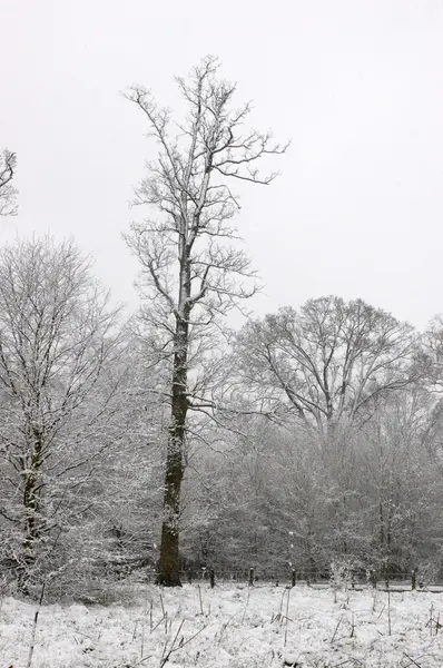 Neve em árvores — Fotografia de Stock