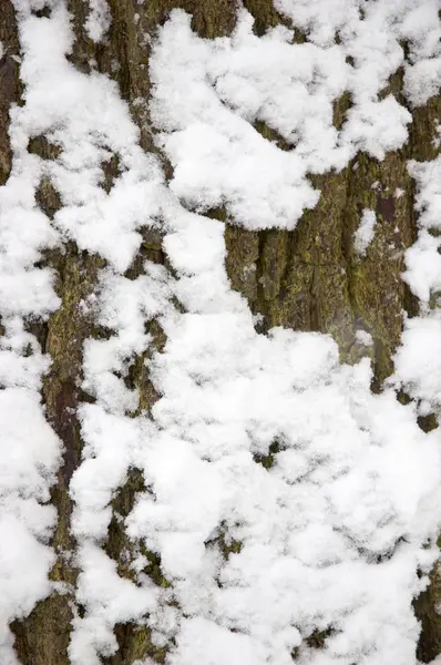 Snø på trestamme – stockfoto