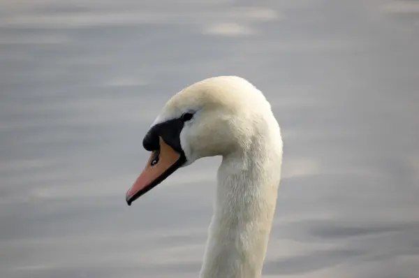 Лебедь на воде — стоковое фото