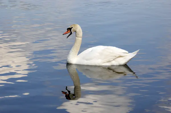 Swan on water — Stock Photo, Image