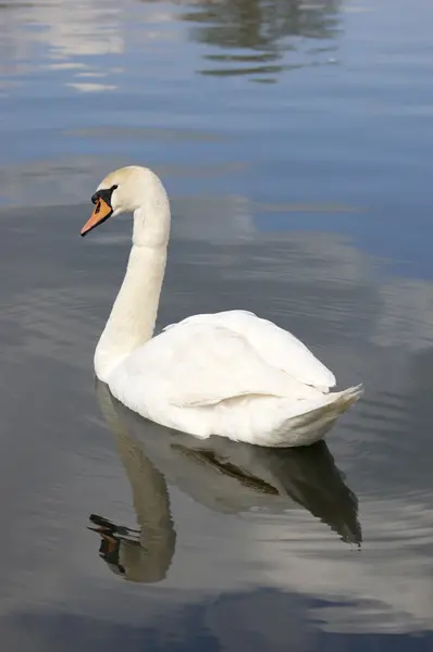 Swan on water — Stock Photo, Image