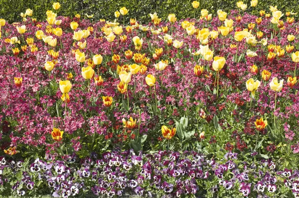 stock image Flower bed