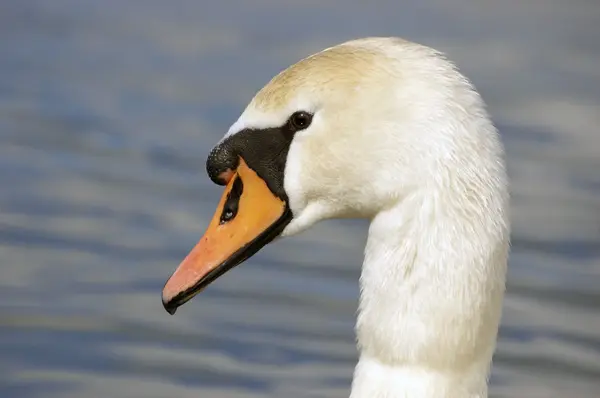 Cisne en el agua Imágenes de stock libres de derechos