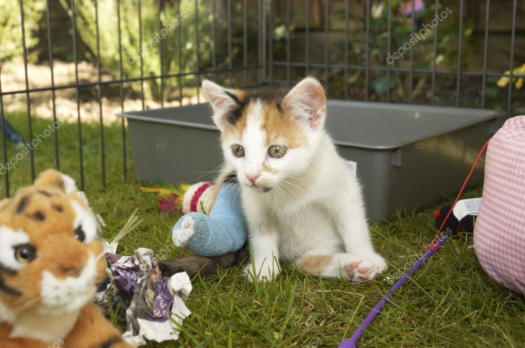 kitten |图库照片08mark bond#3801837