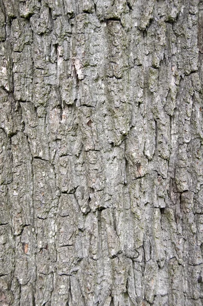 stock image Tree bark