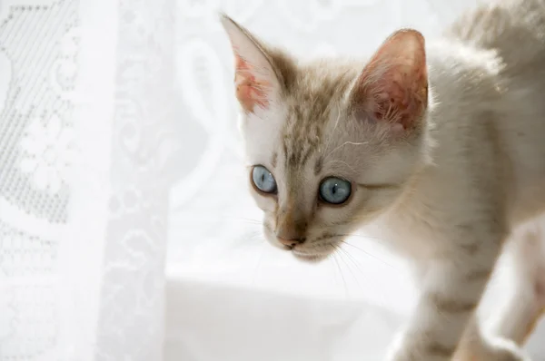 Bengal Kitten — Stock Photo, Image