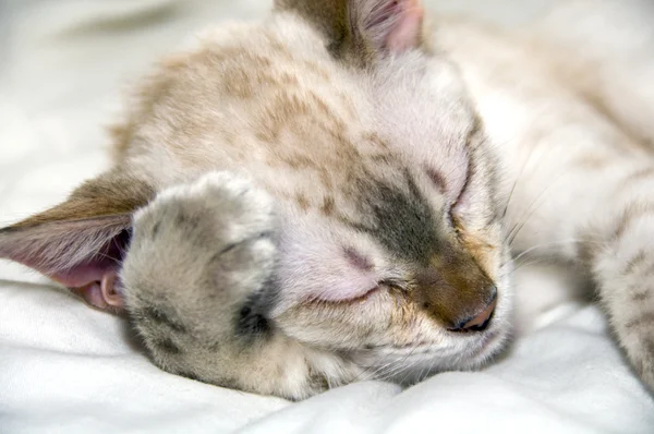 Spící kotě — Stock fotografie