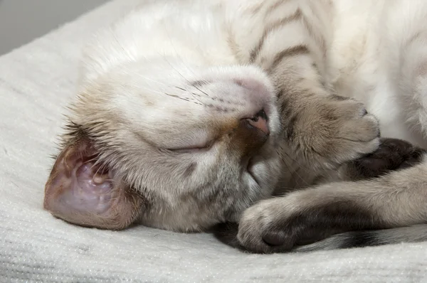 Sleeping kitten — Stock Photo, Image