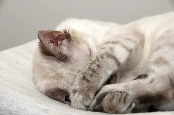 Spící kotě — Stock fotografie