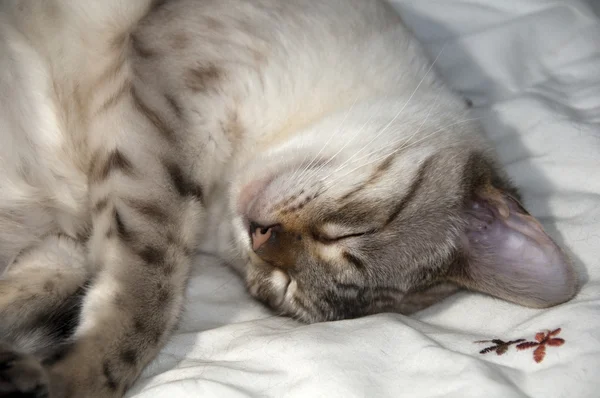 stock image Bengal kitten