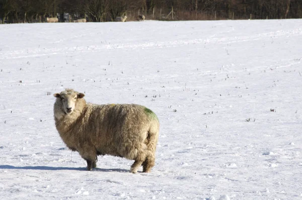 冷たい羊 — ストック写真