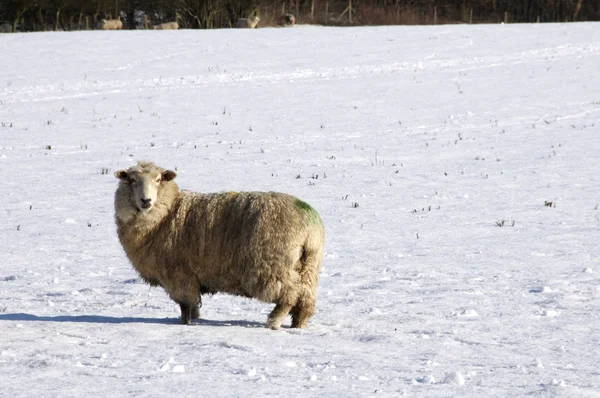 冷たい羊 — ストック写真