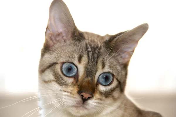 Бенгальский котенок — стоковое фото