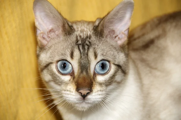 Bengal cat — Stock Photo, Image