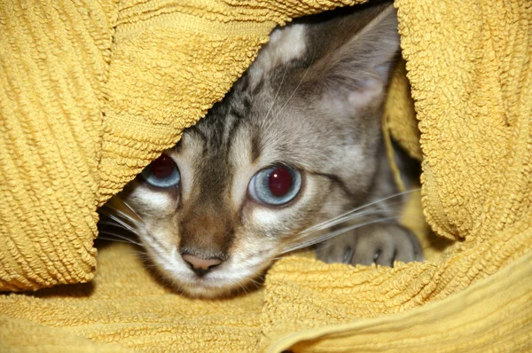 Skrytí kotě — Stock fotografie