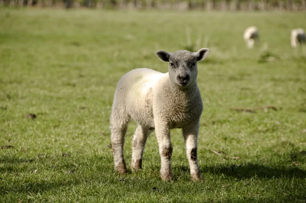 Lamb in field — Stock Photo, Image