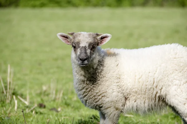 Lamb — Stock Photo, Image