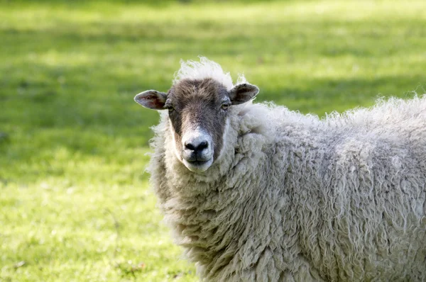 羊肉 — 图库照片