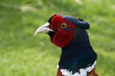 Pheasant clipart