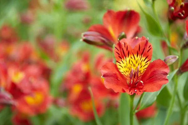 stock image Red flower