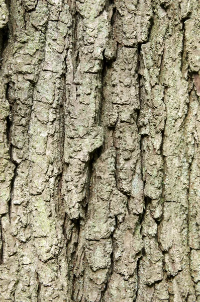 Tree bark Stock Image