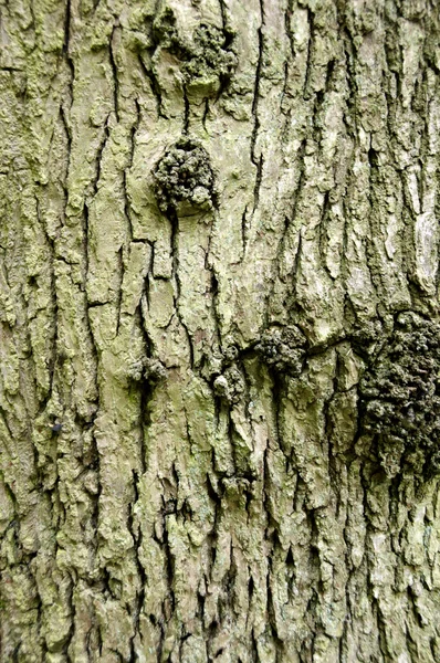 나무 줄기 — 스톡 사진